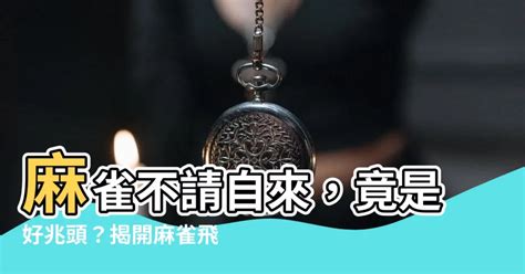 家裡飛來麻雀|【家裡飛進麻雀】家裡飛進麻雀！風水大解析，暗示了什麼美好的。